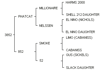 3852's Pedigree