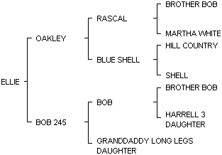 Ellie's Pedigree