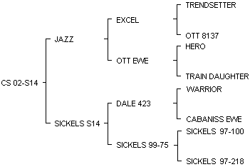 JAZZ pedigree