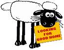 Lamb Give Away