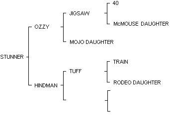 STUNNER pedigree
