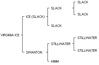 VIRGINIA ICE pedigree