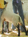 2001 VA State Fair