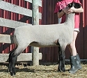 2004 VA Bred Ewe Sale Consignment