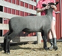 2004 VA Bred Ewe Sale Consignment