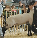 2004 VA State Fair
