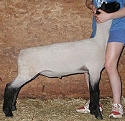 EE Lambs
