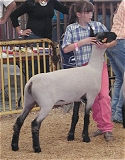 Market Lamb