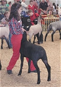Market Lamb