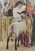 Commercial Ewe