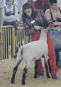 Market Lamb