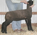 Lamb Pictures