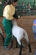 Clarke County Fair