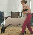 Virginia State Fair