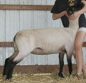 2004 VA Bred Ewe Sale Consignment