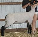 VA Bred Ewe Sale