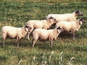 Commercial Ewes