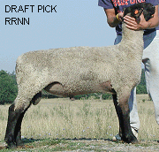 DRAFT PICK