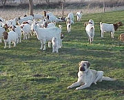 Guard Dog