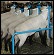 sale wethers