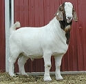 Sampson