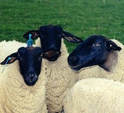 Commercial Ewes