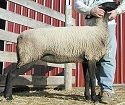 2004 VA Bred Ewe Sale Consignment